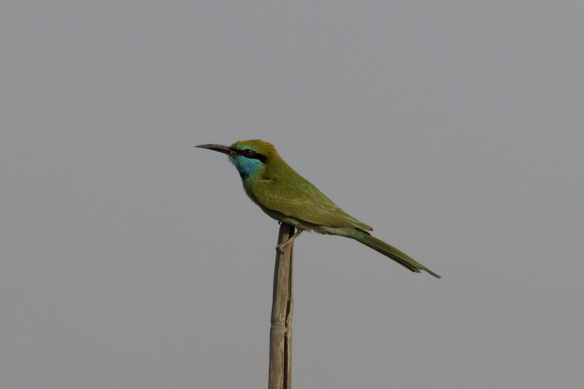 Arabian Green Bee-eater - ML645262806
