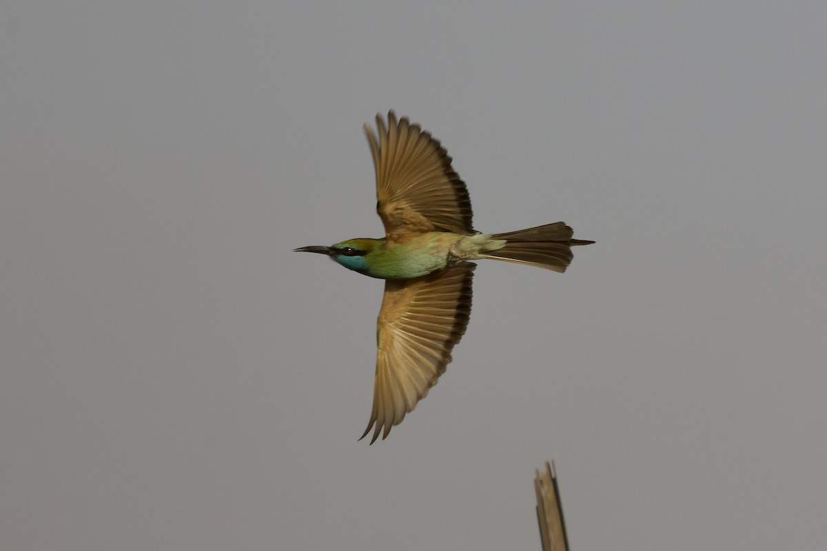 Arabian Green Bee-eater - ML645262807