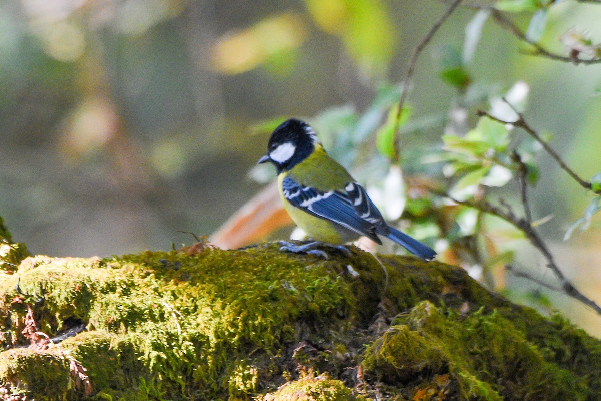 Bergkohlmeise - ML645262808