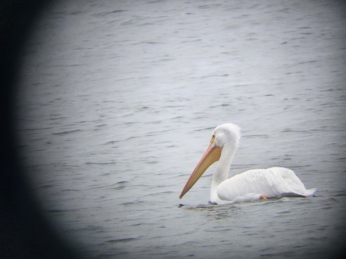 American White Pelican - ML645262813