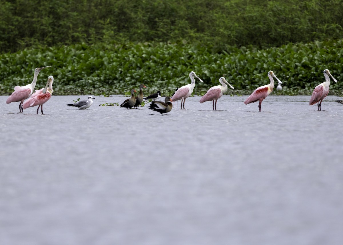 Roseate Spoonbill - ML645262816