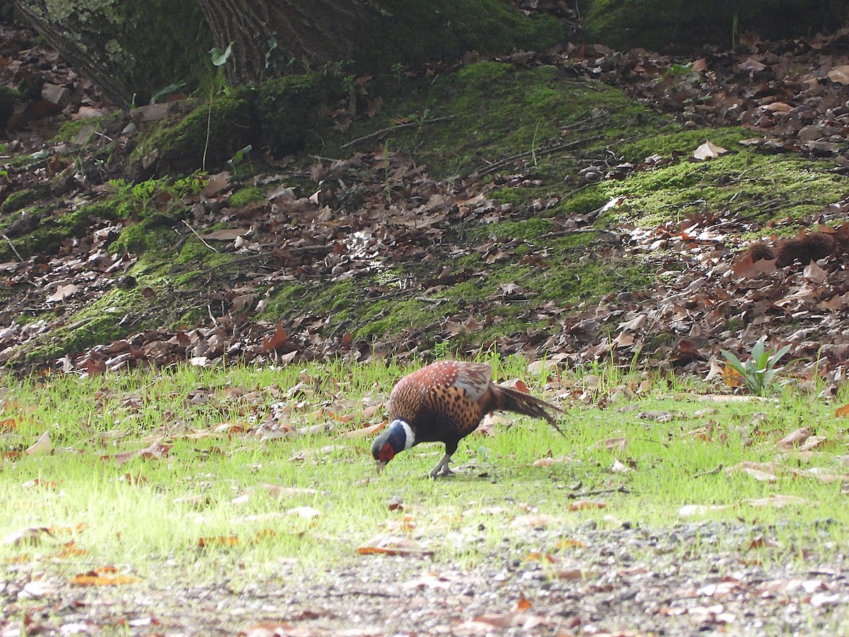 Ring-necked Pheasant - ML645262820
