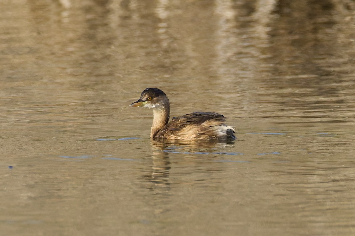 Little Grebe - ML645262821