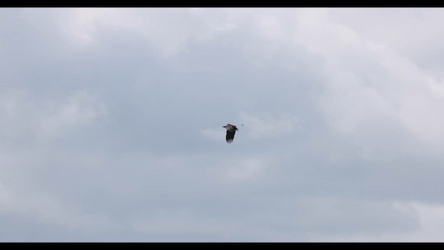 Орлан-білохвіст - ML645262822