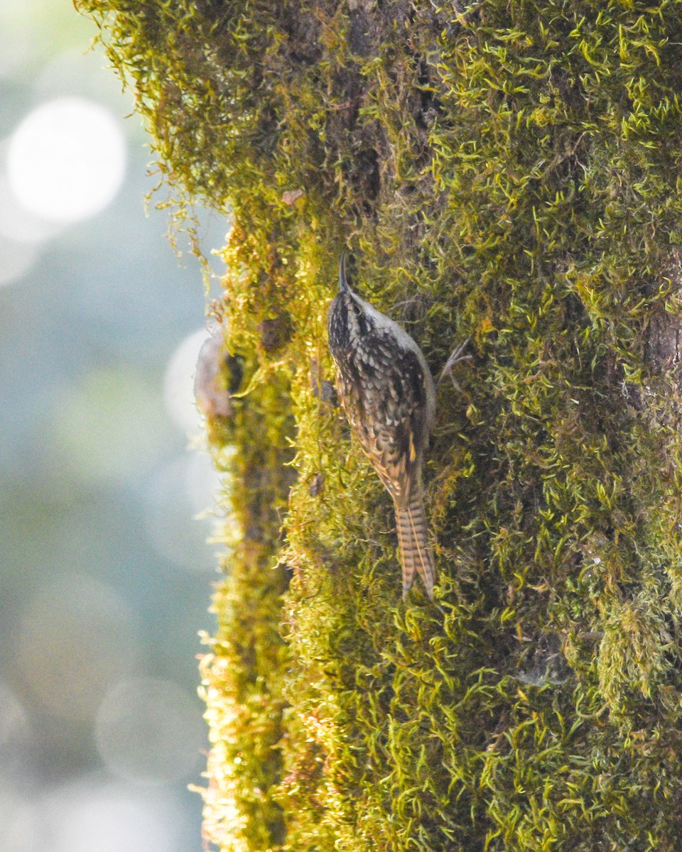 Bar-tailed Treecreeper - ML645262823