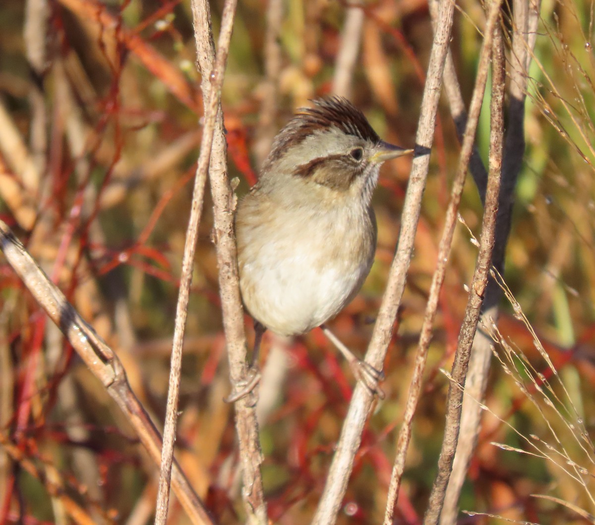 Swamp Sparrow - ML645262825