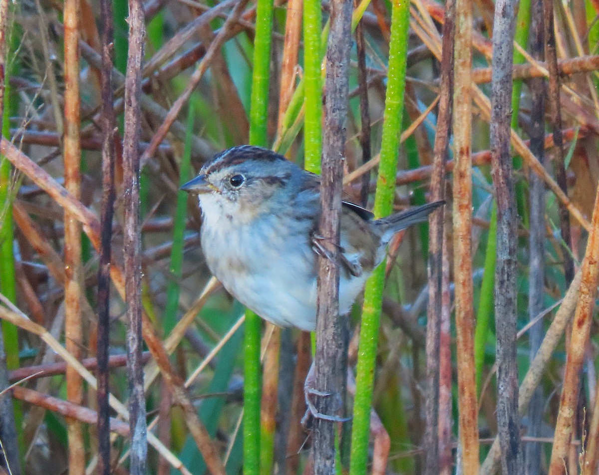 Swamp Sparrow - ML645262826