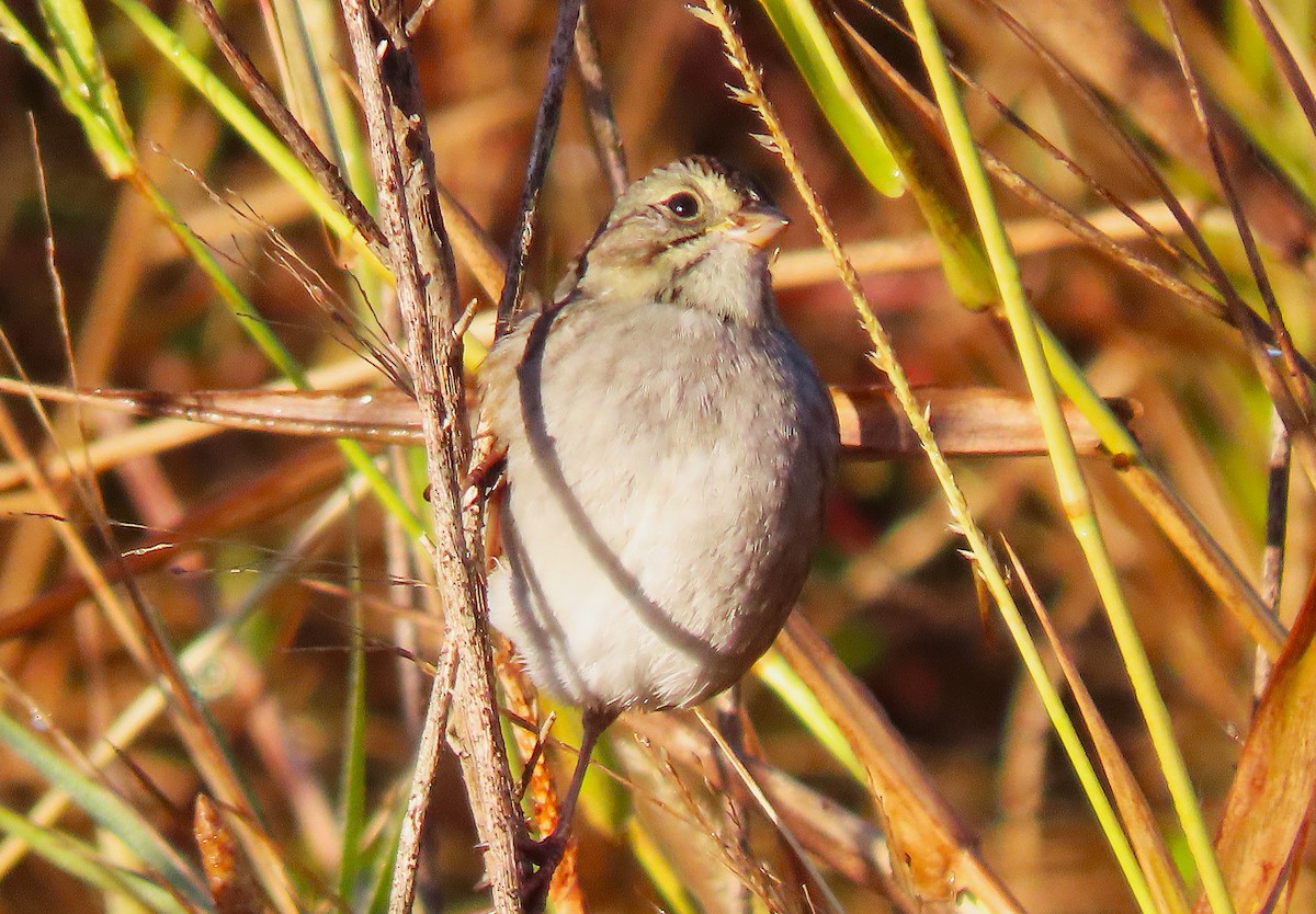 Swamp Sparrow - ML645262827