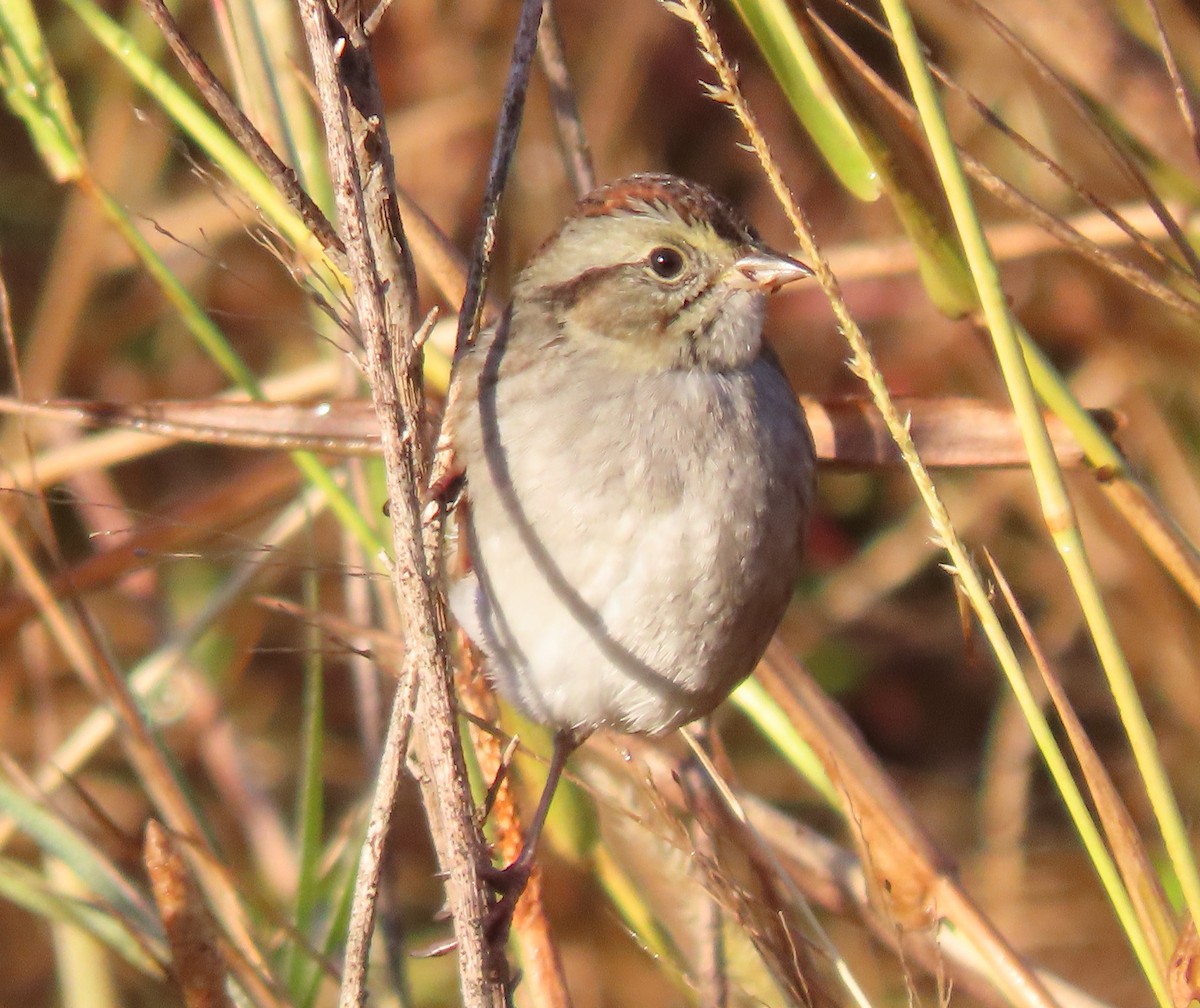 Swamp Sparrow - ML645262828