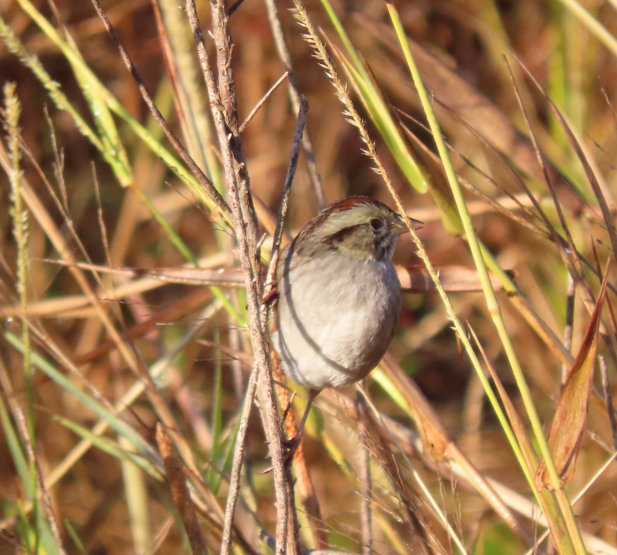 Swamp Sparrow - ML645262829