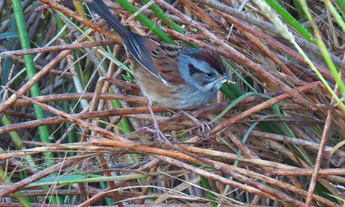 Swamp Sparrow - ML645262830