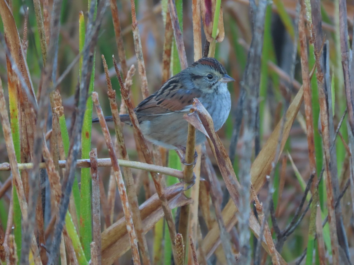 Swamp Sparrow - ML645262831