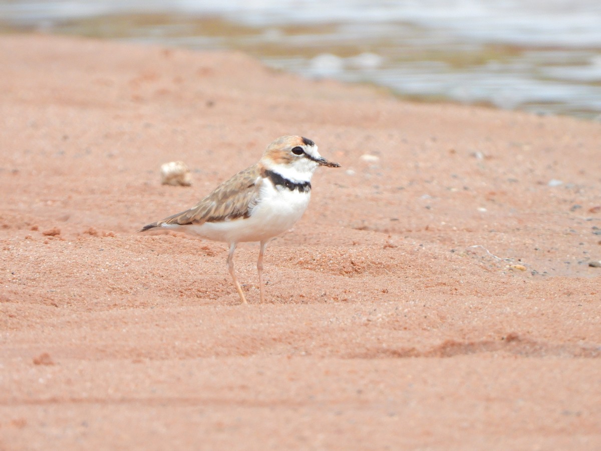Collared Plover - ML645262833