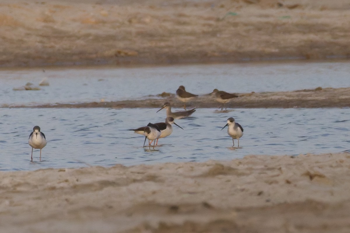 Spotted Redshank - ML645262834