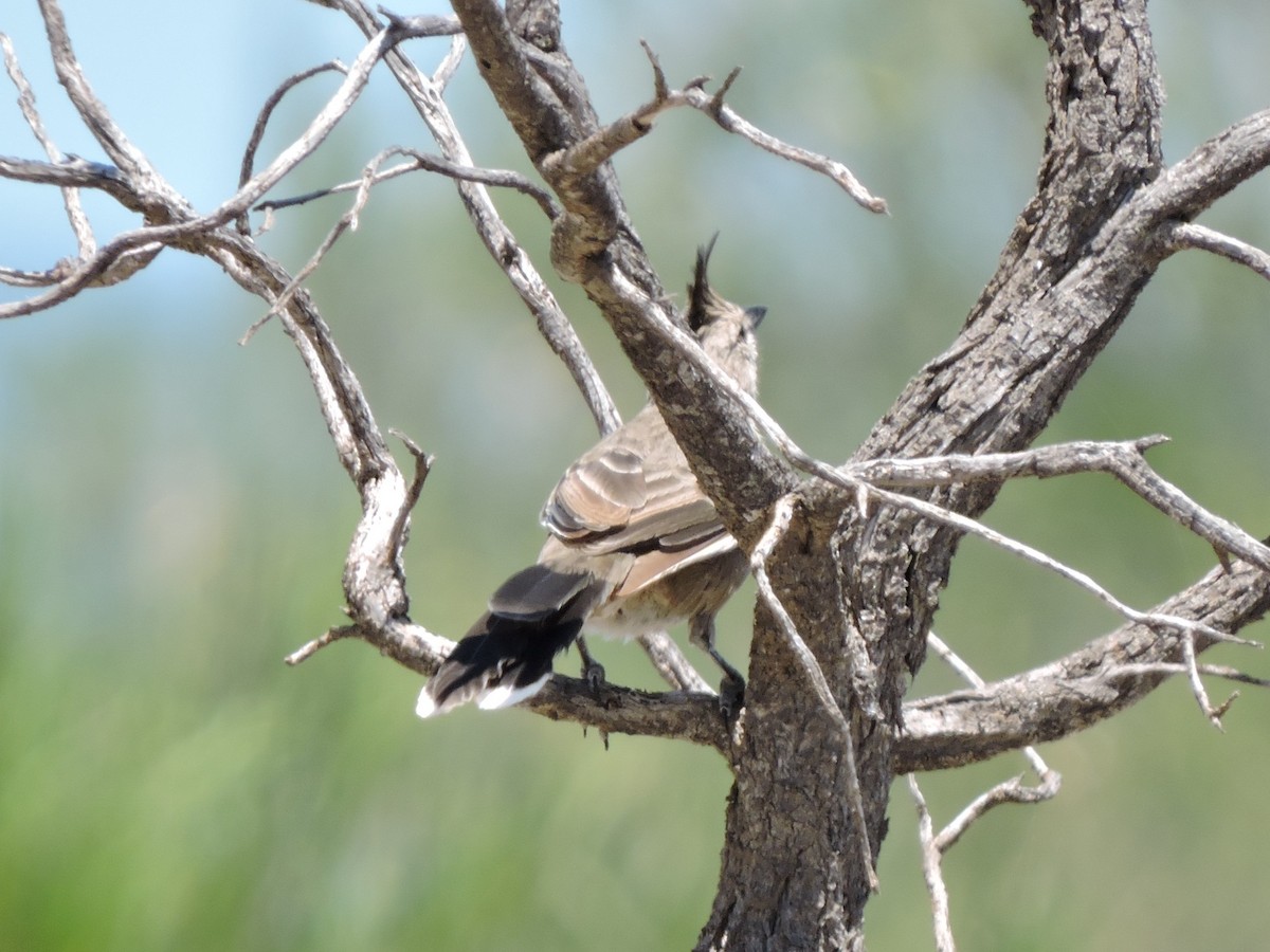Chiming Wedgebill - ML645262836