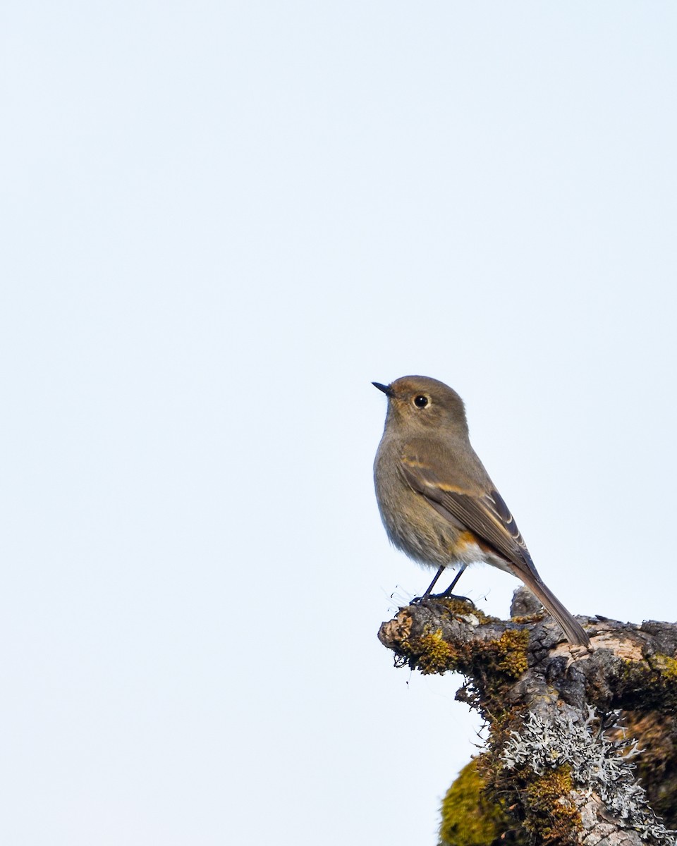 Blue-capped Redstart - ML645262837