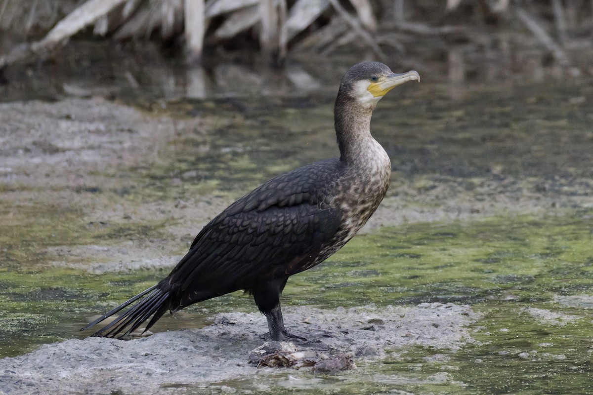 Great Cormorant - ML645262838