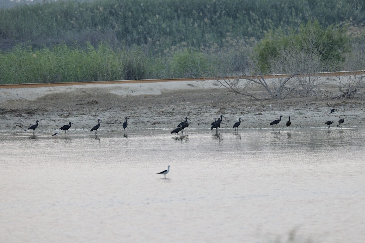 Glossy Ibis - ML645262840