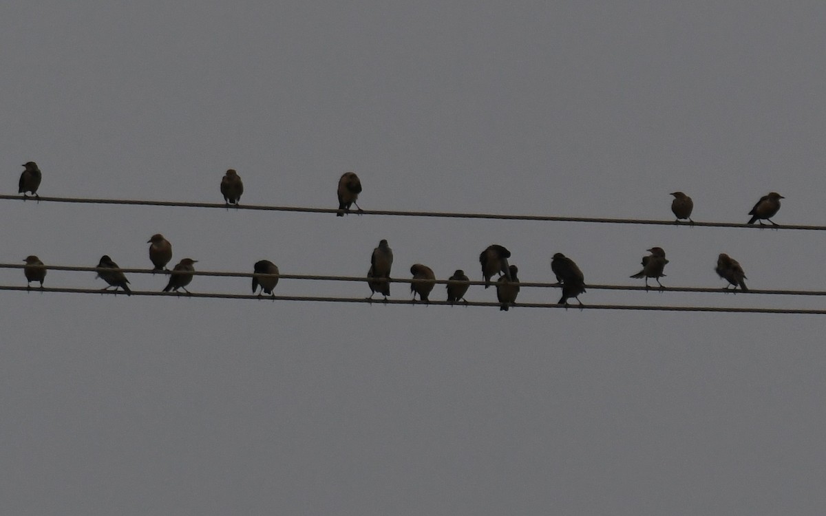 Rosy Starling - ML645262843