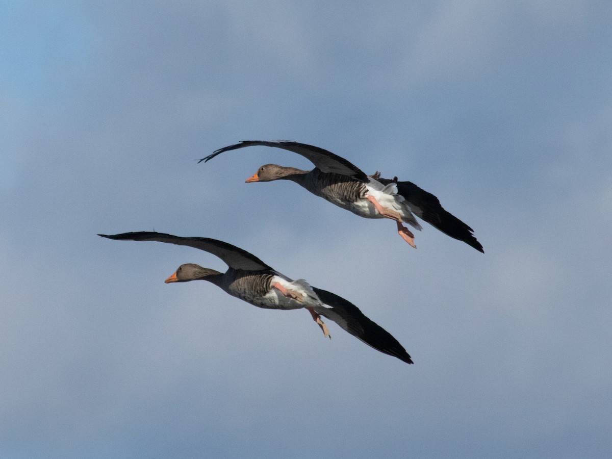 Graylag Goose - ML645262846