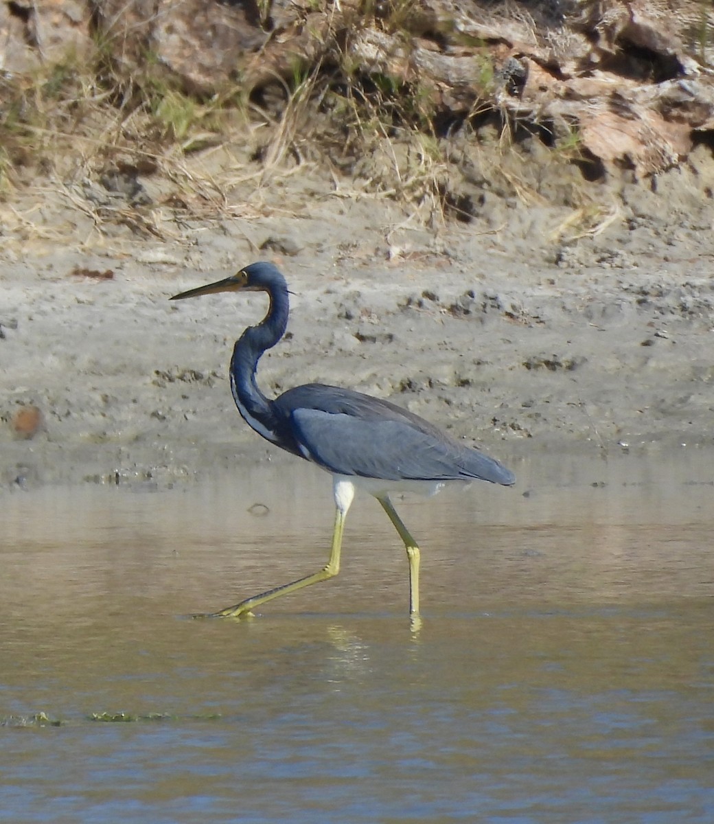 Tricolored Heron - ML645262848