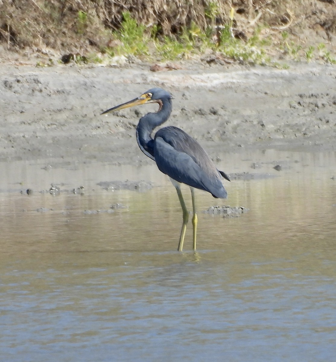 Tricolored Heron - ML645262850