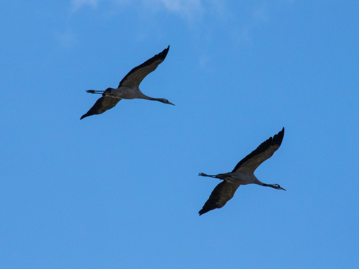 Common Crane - ML645262852