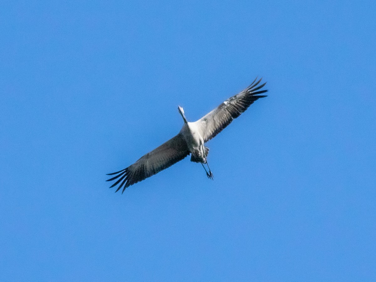 Common Crane - ML645262856
