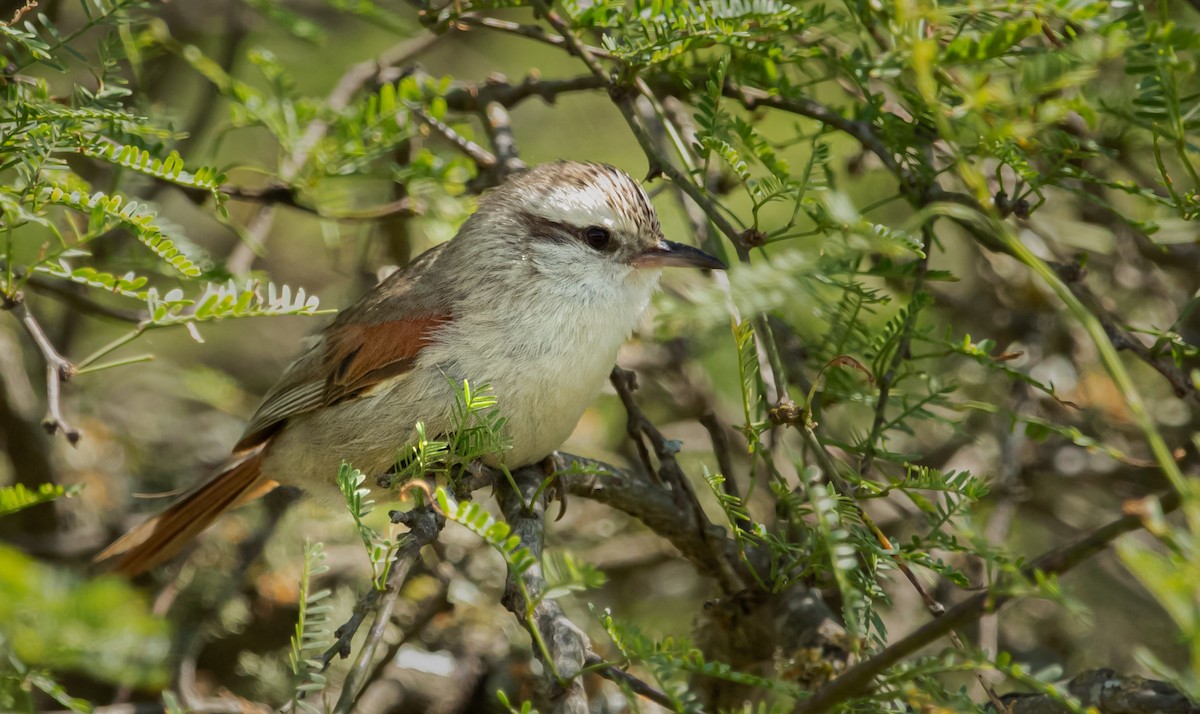 Stripe-crowned Spinetail - ML645262857