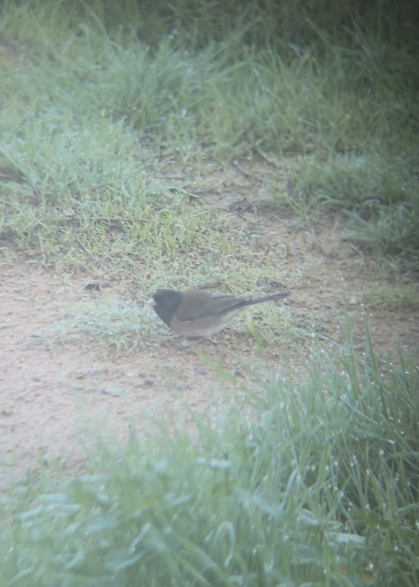 Dark-eyed Junco (Oregon) - ML645262858