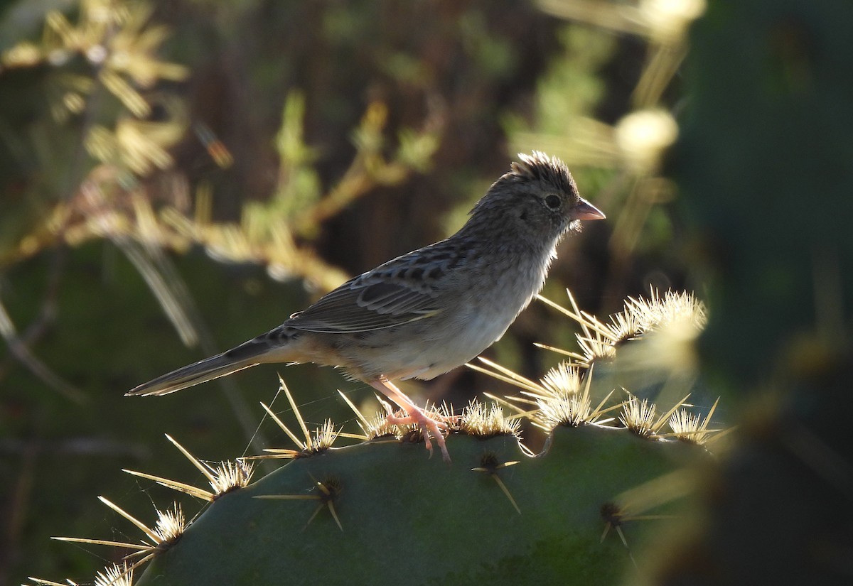 Cassin's Sparrow - ML645262859
