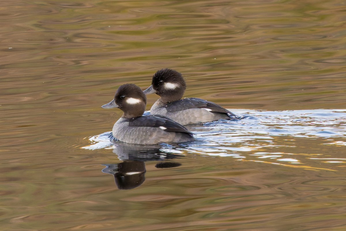 Bufflehead - ML645262860