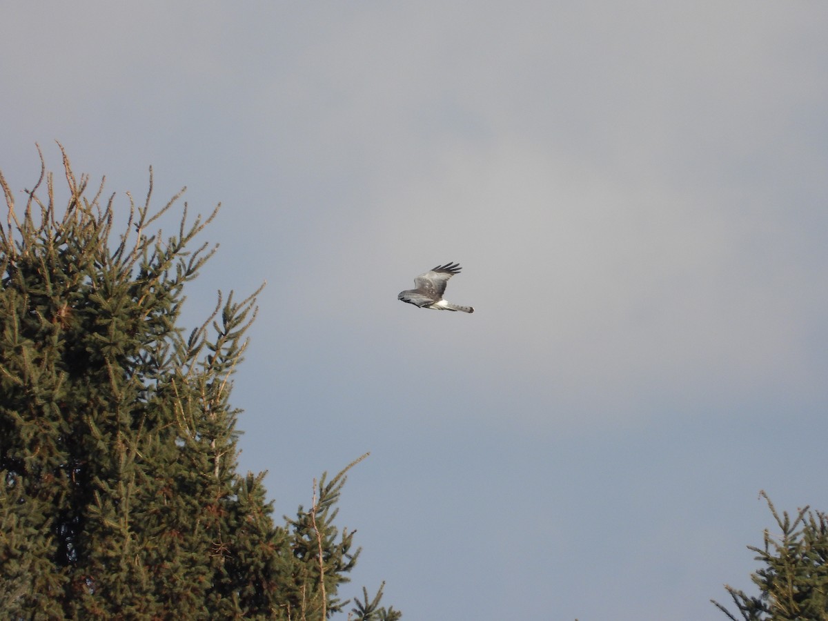 Northern Harrier - ML645262861
