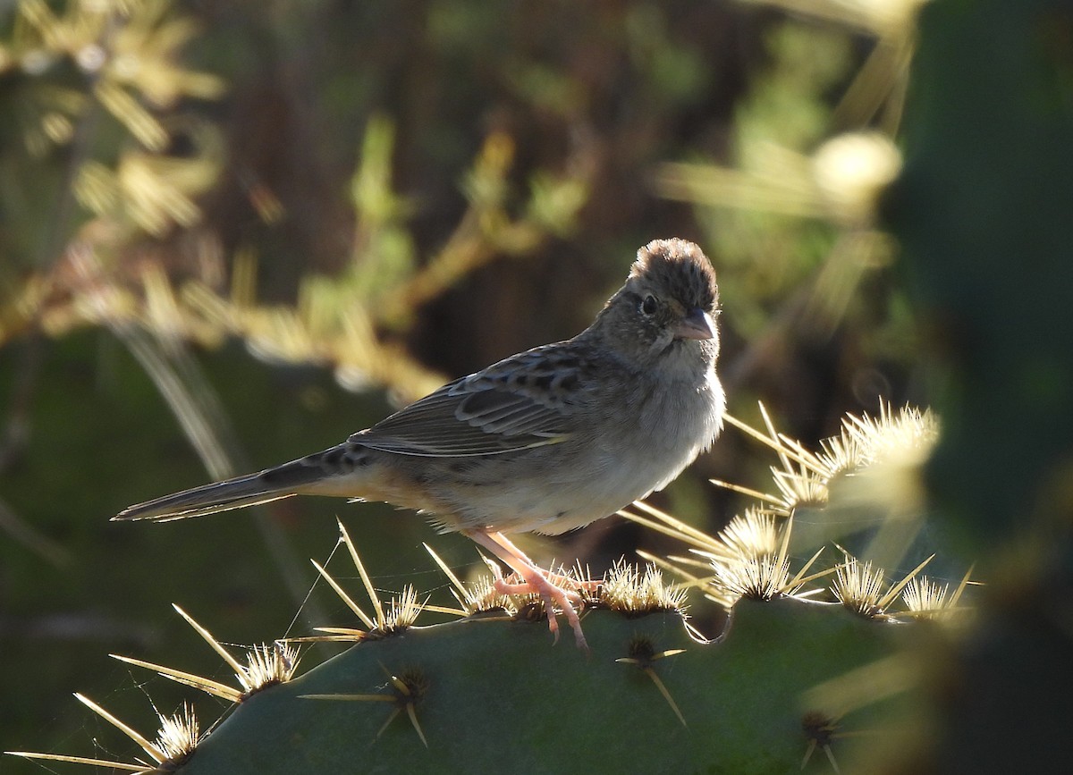 Cassin's Sparrow - ML645262863