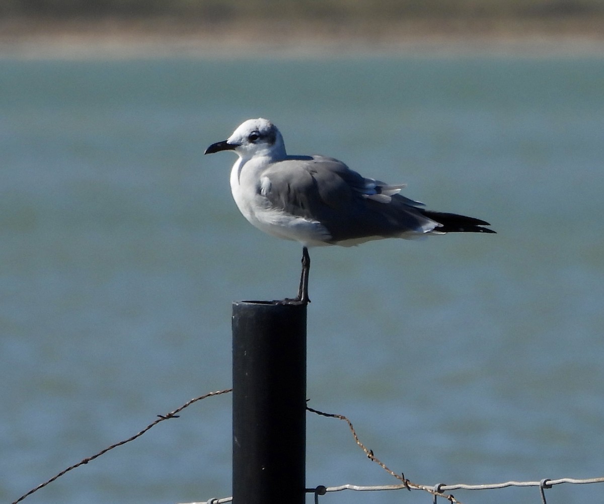 Laughing Gull - ML645262866