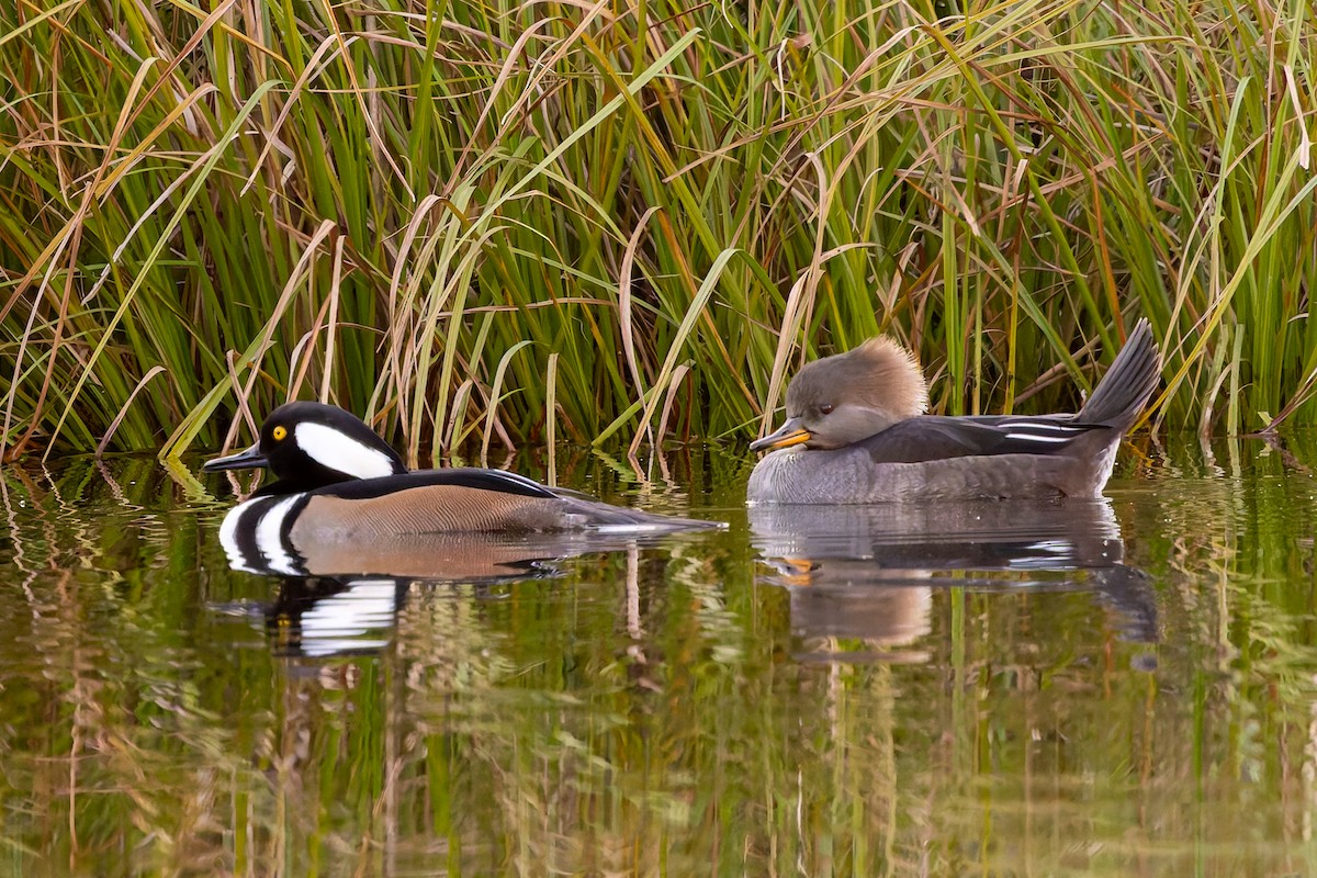 Hooded Merganser - ML645262867