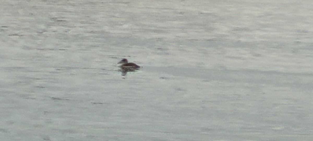 Ruddy Duck - ML645262870