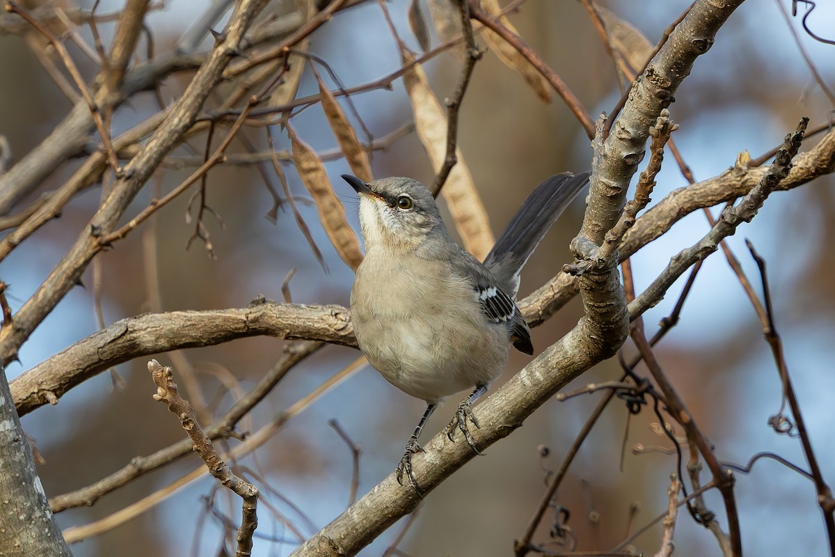 Northern Mockingbird - ML645262872