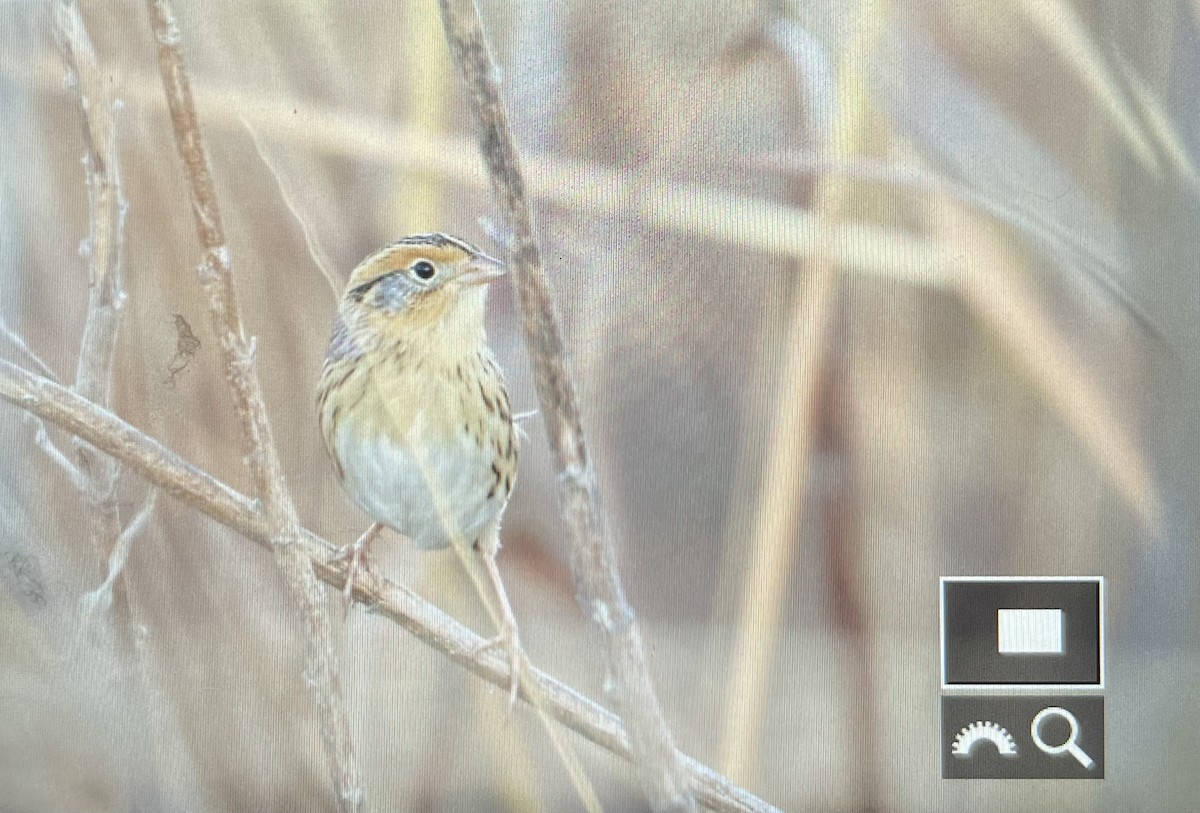 LeConte's Sparrow - ML645262873