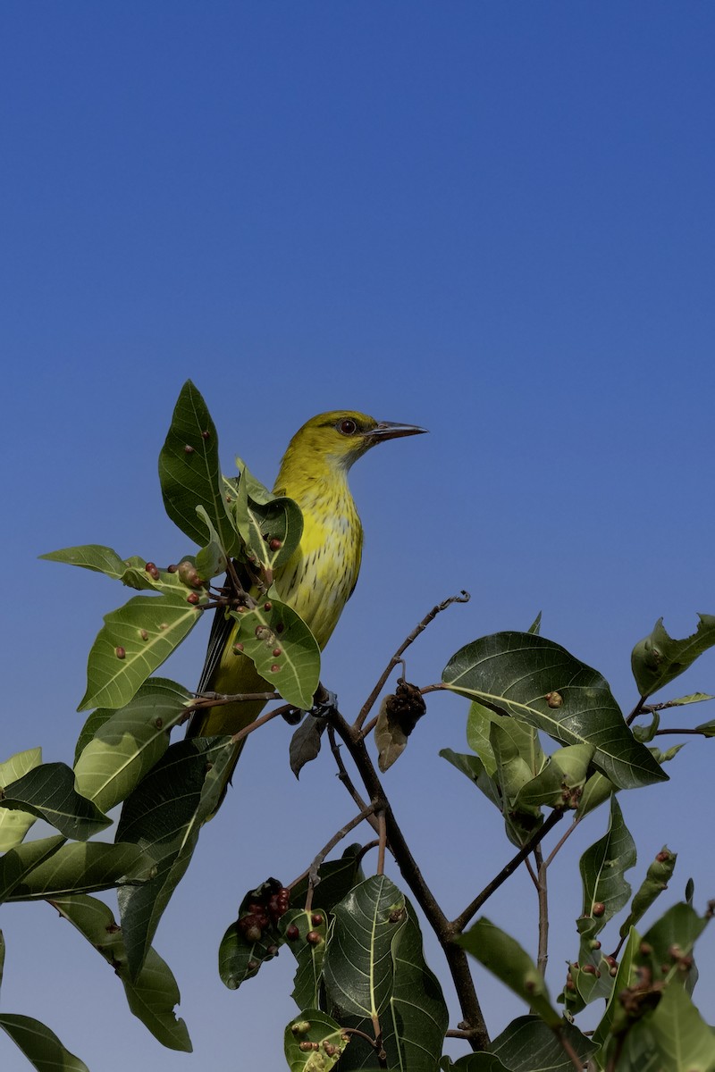 זהבן הודי - ML645262874