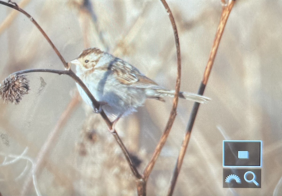 Clay-colored Sparrow - ML645262882