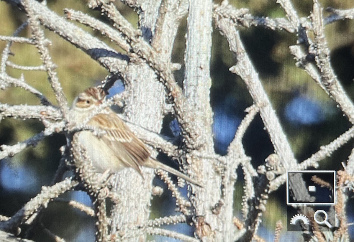 Clay-colored Sparrow - ML645262883