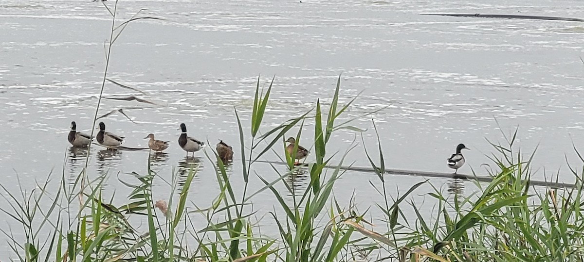 Mallard - ML645262886