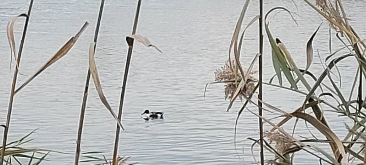 Northern Shoveler - ML645262894