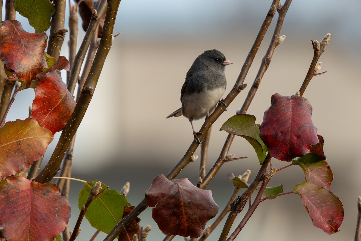 Dark-eyed Junco (Slate-colored) - ML645262903