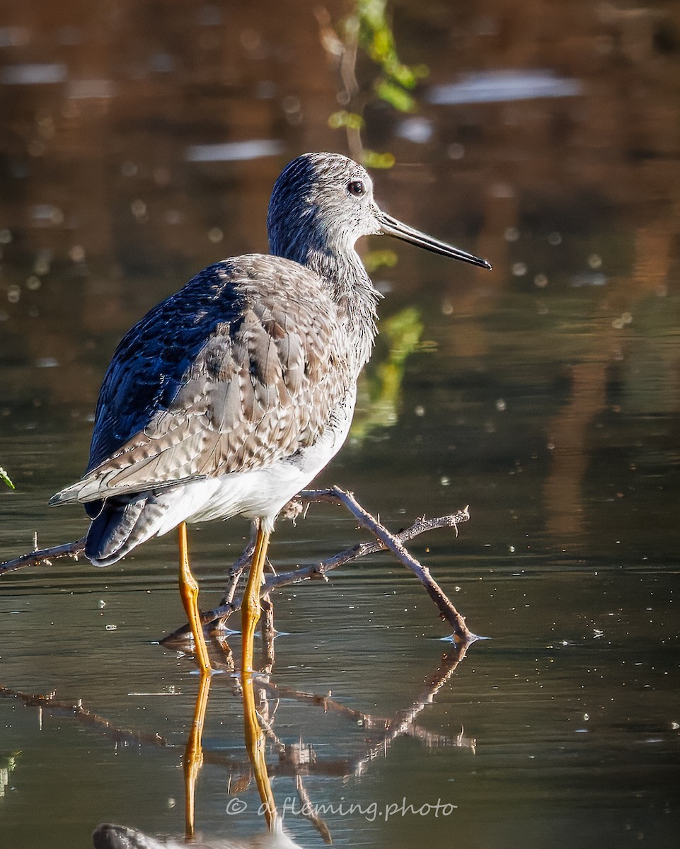 Greater Yellowlegs - ML645262908