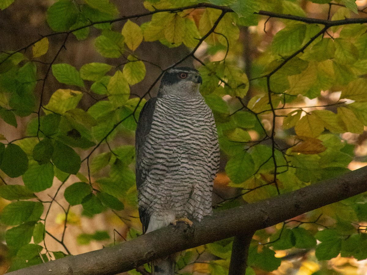 Eurasian Goshawk - ML645262917