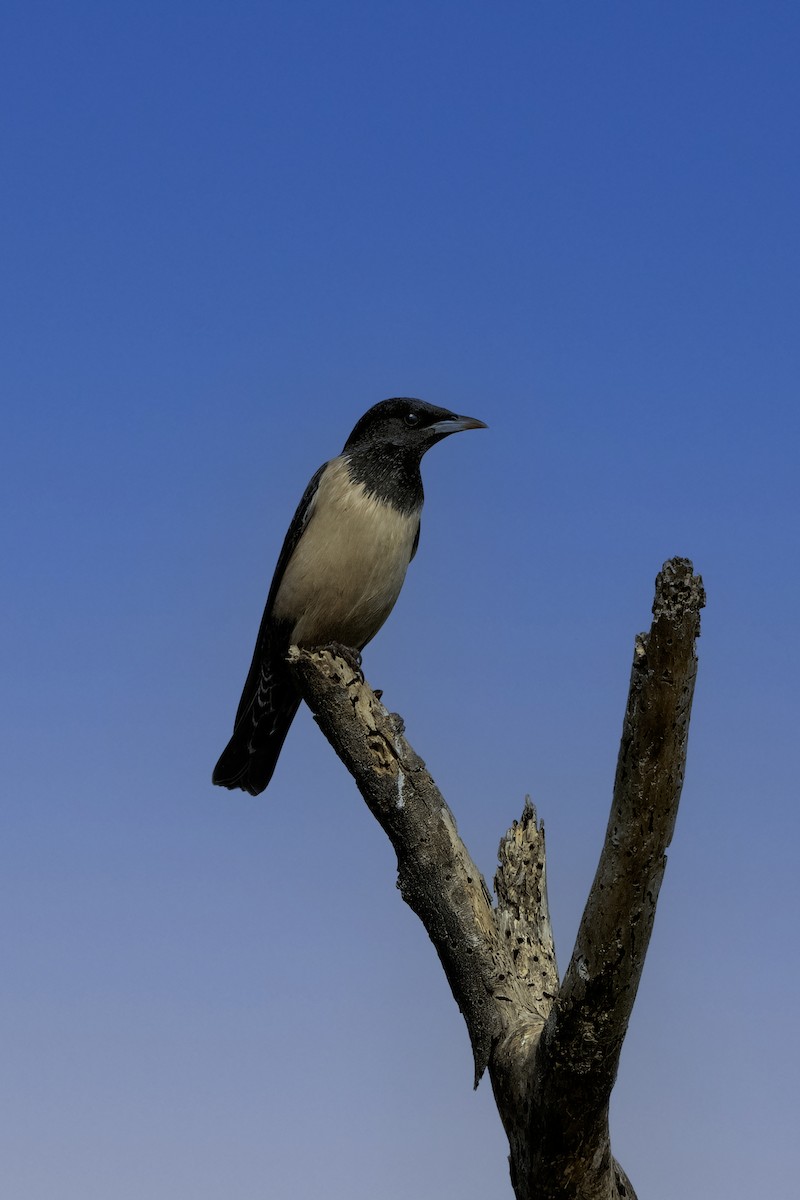 Ягаан тодол - ML645262919