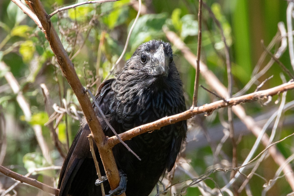Smooth-billed Ani - ML645262931