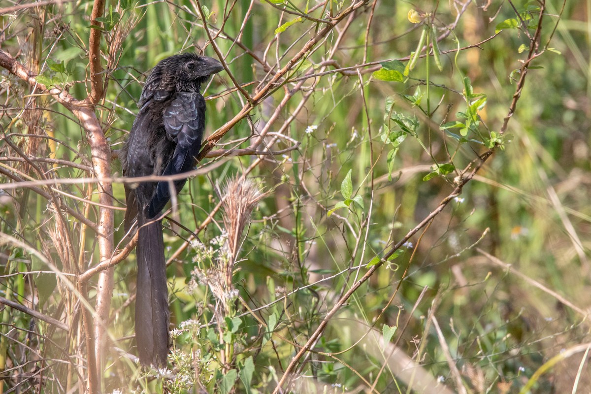 Smooth-billed Ani - ML645262932